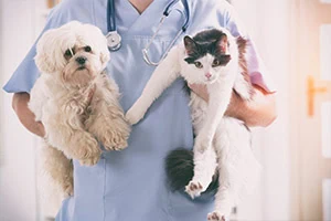 Veterinarian Clinics